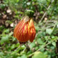 Callianthe picta (Gillies ex Hook. & Arn.) Donnell